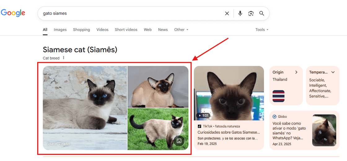 Destaque do Google sobre gatos Siamês, incluindo origem tailandesa, características como "sociáveis e inteligentes", e curiosidades como o "modo gato siamês" no WhatsApp. Menção a postagens no TikTok e Globo.